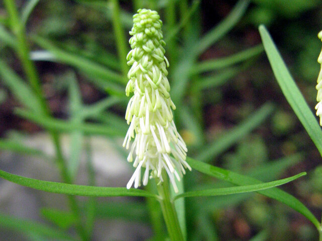 Chionographis japonica