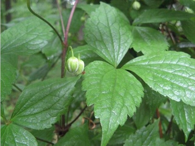 Clematis cremea