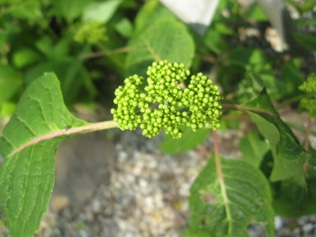 あじさい アジサイ 紫陽花 額紫陽花 Ajisai特集 かぎけん花図鑑