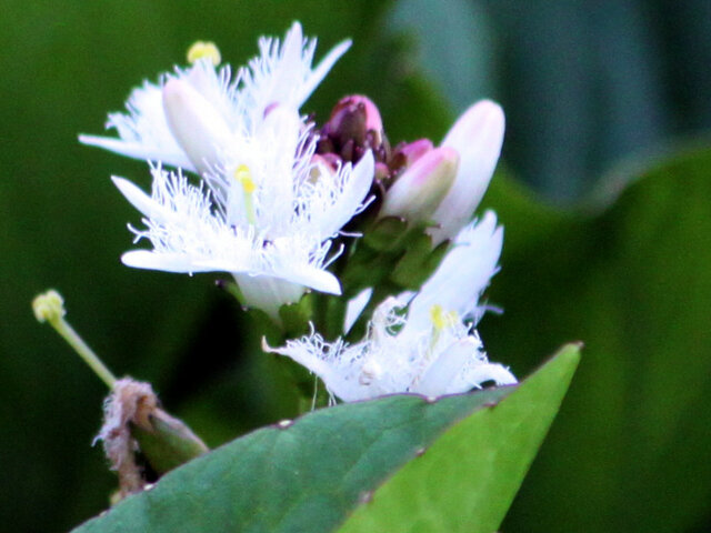 Menyanthes trifoliata