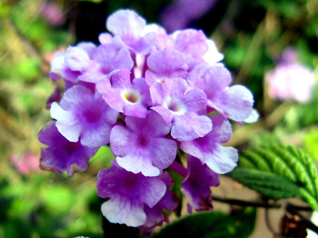 Lantana montevidensis