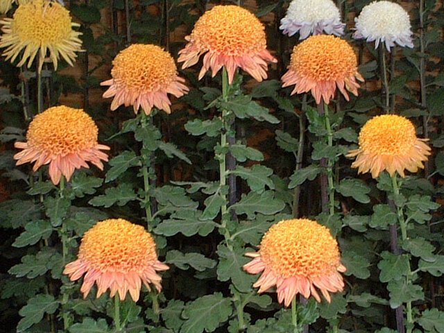 Choji chrysanthemum