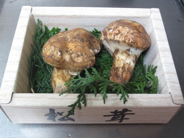Matsutake mushroom