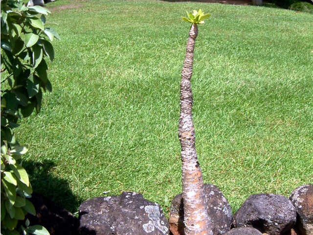 Brighamia insignis