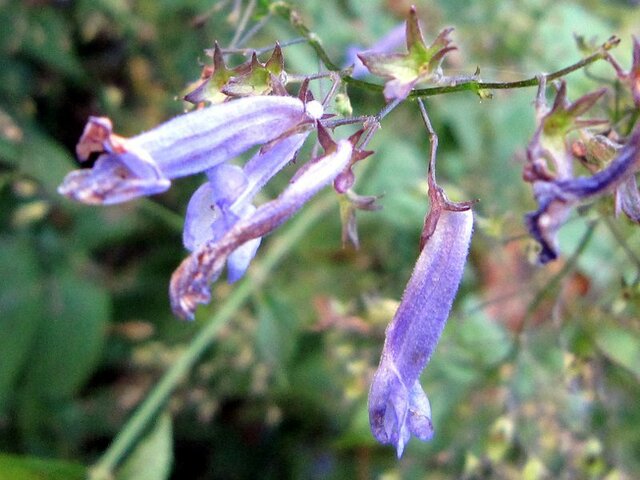 关屋的长管香茶菜