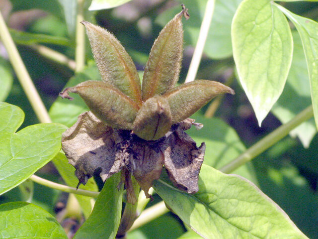 Chinese peony