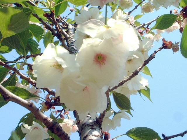 桜シリーズ28 鬱金桜 かぎけん花図鑑