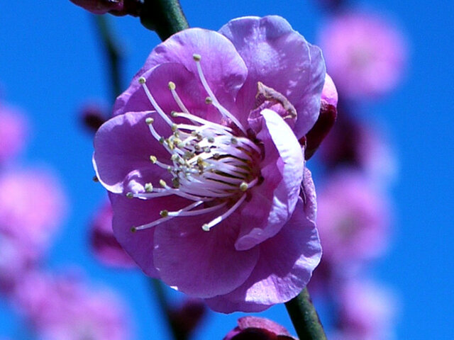 Prunus mume 'Mikaikou'