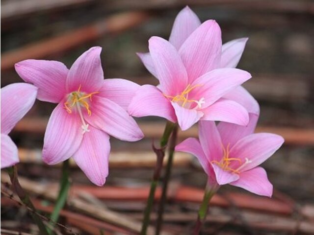 ゼフィランサス サフランモドキとも言う Zephyranthes Carinata かぎけん花図鑑