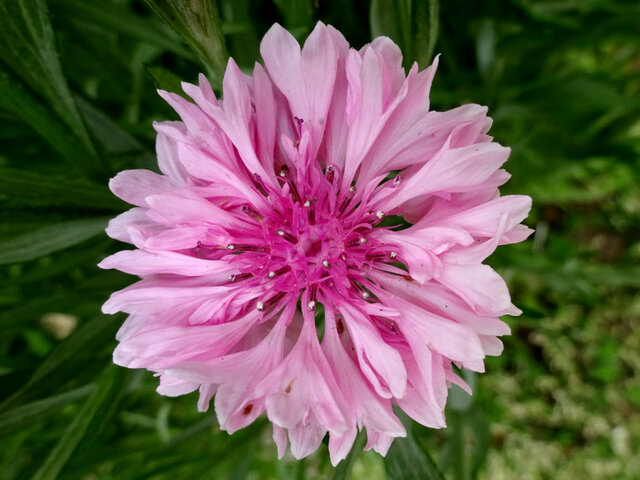 ３月 ５月の花 科技研花图画书