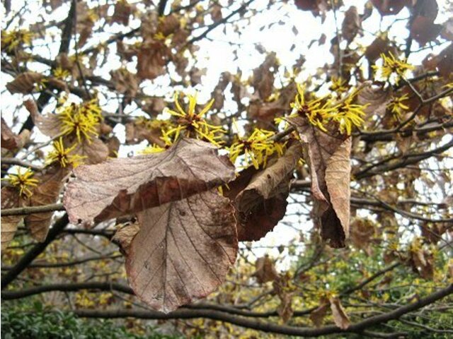 Chinese witch hazel