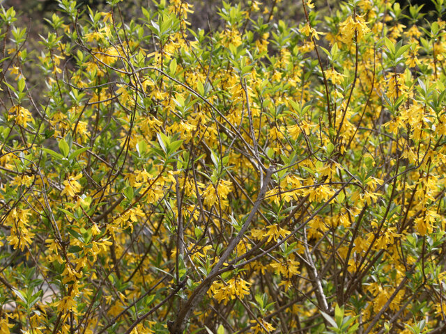 Chinese syringa