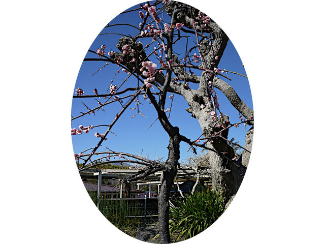 Prunus mume 'Fujibotan-shidare'