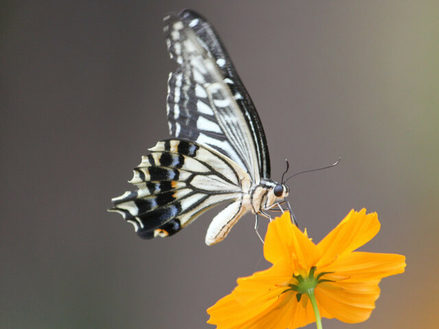 Cosmos sulphureus