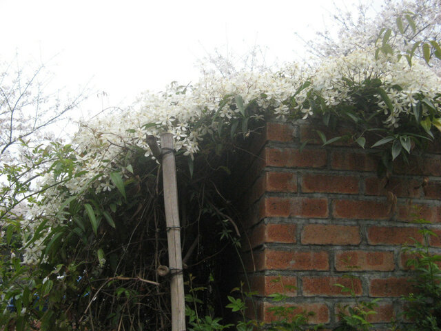 Rosa Banksia Normaris