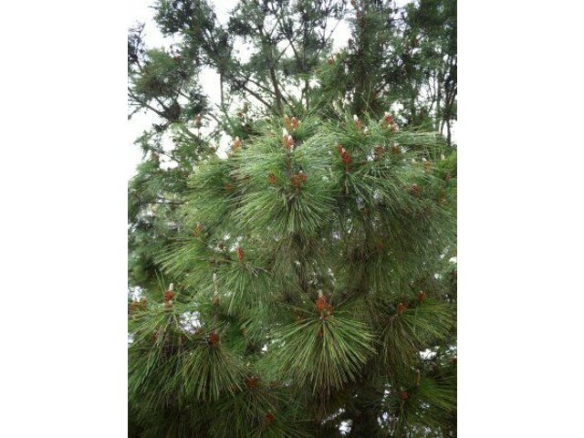 Japanese black pine