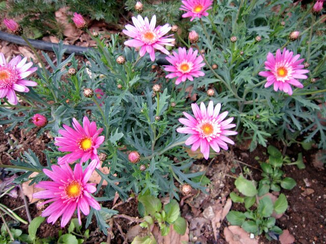 Argyranthemum frutescens 'Cutie mise'