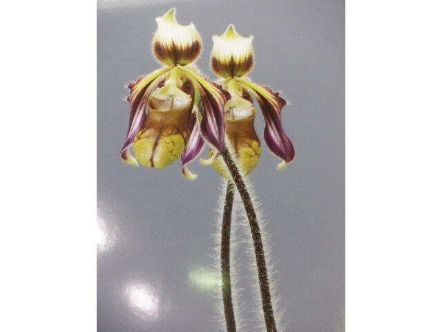 つく6パフィオペデイルム サンギイ（Paphiopedilum sangii）