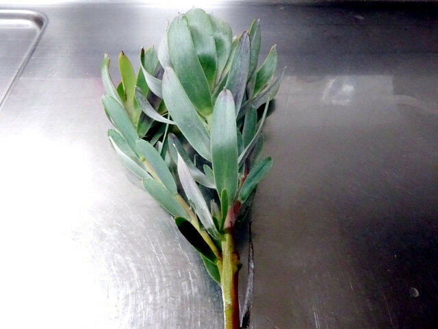 Leucadendron