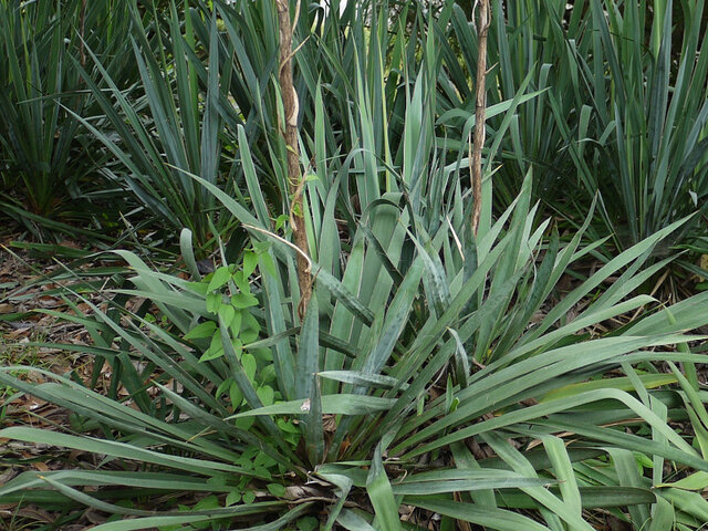 Yucca filamentosa