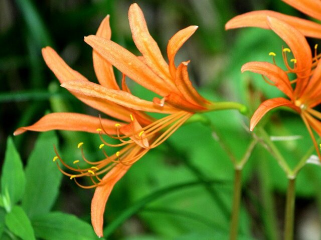 オオキツネノカミソリ Lycoris Sanguinea Var Kiushiana かぎけん花図鑑