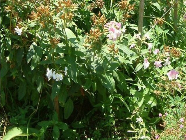 Saponaria officinalis