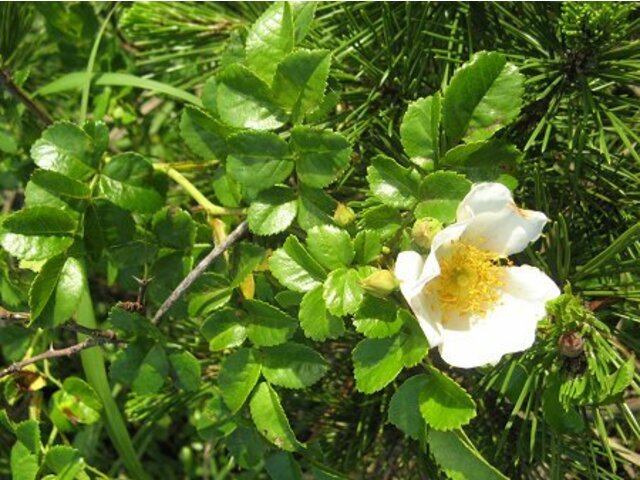 テリハノイバラ Rosa Wichuraiana かぎけん花図鑑