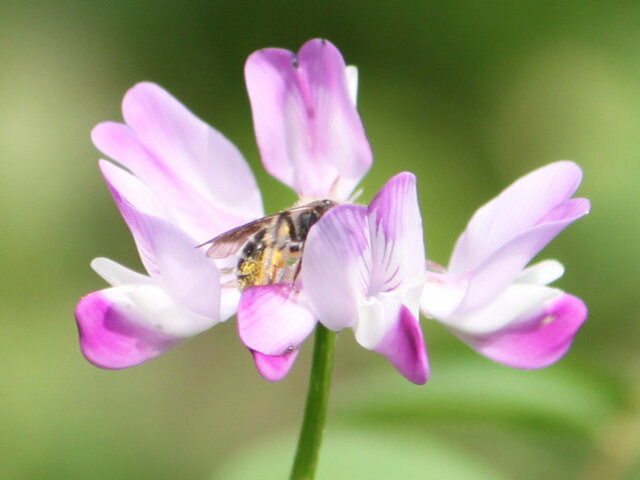 Astragalus sinicus