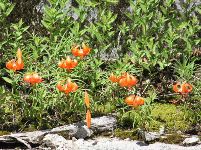 Lilium medeoloides