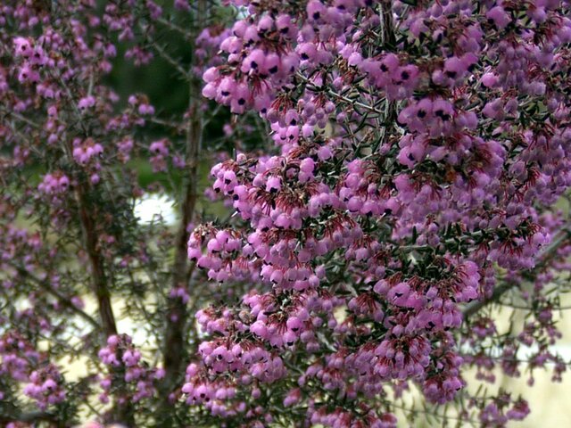 Erica canaliculata