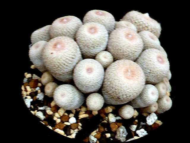 Epithelantha micromeris