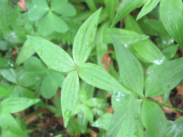 Galium kinuta