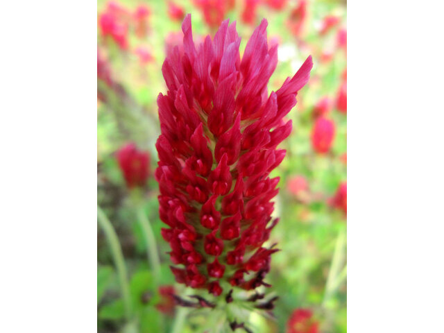 crimson clover