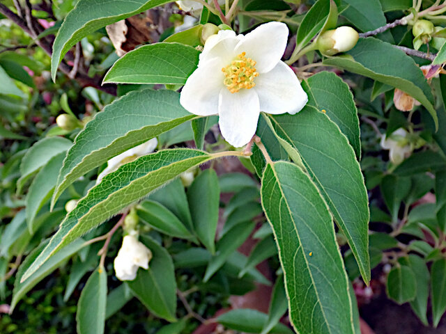 Stewartia monadelpha