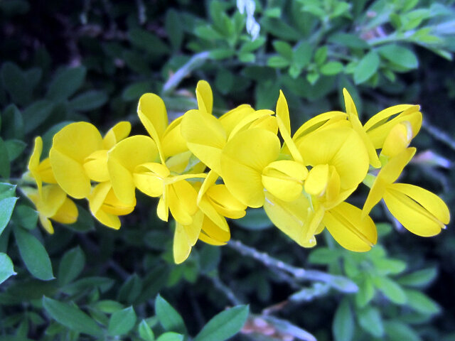 Cytisus racemosus