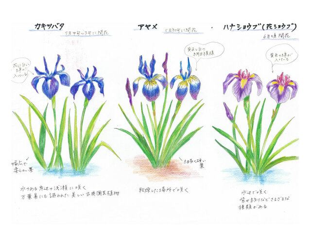 5月5日の誕生花 アヤメ かぎけん花図鑑 5月5日の誕生花 アヤメ かぎけん花図鑑