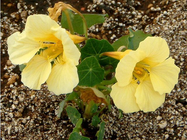 かぎけん花図鑑 9月6日の誕生花 金蓮花 禊萩 科技研花图画书