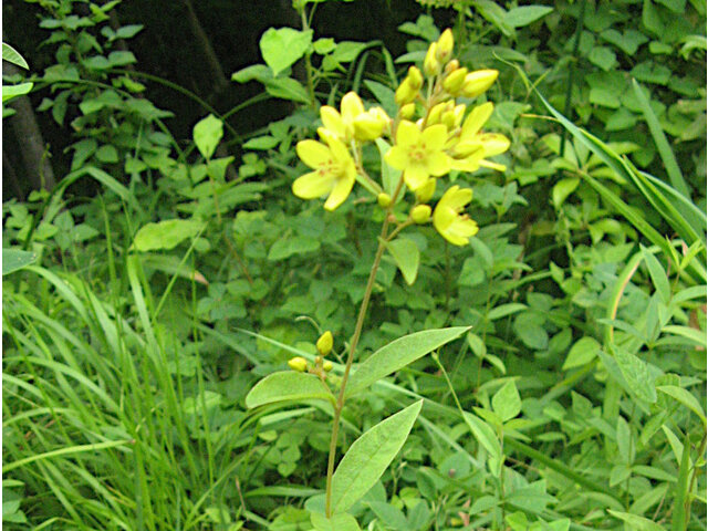 yellow loosestrife