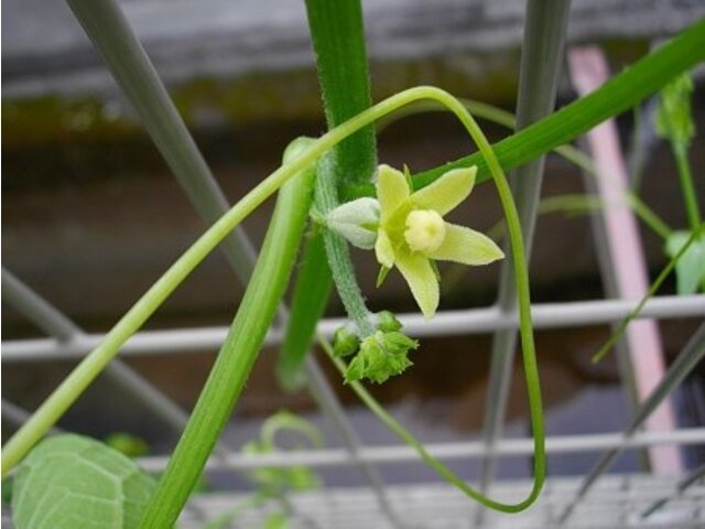 ハヤトウリ Sechim Edule かぎけん花図鑑