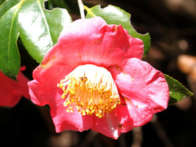 山茶花 牵牛花