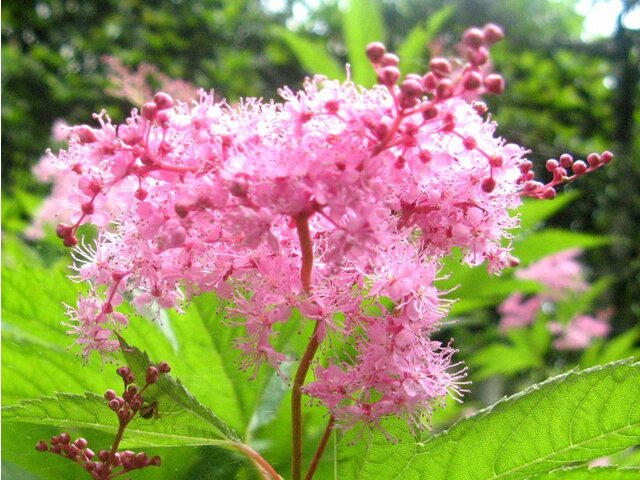 誕生花 8月22日 クルクマ 下野草 科技研花图画书