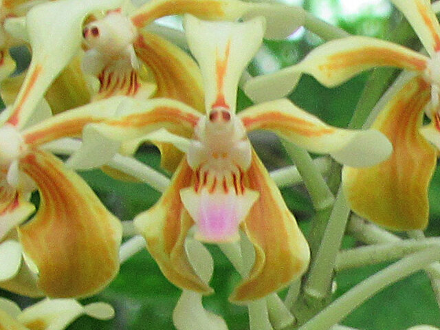 Vanda lamellata 'Remediosae'