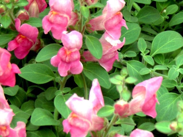 Snapdragon 'Lavella'