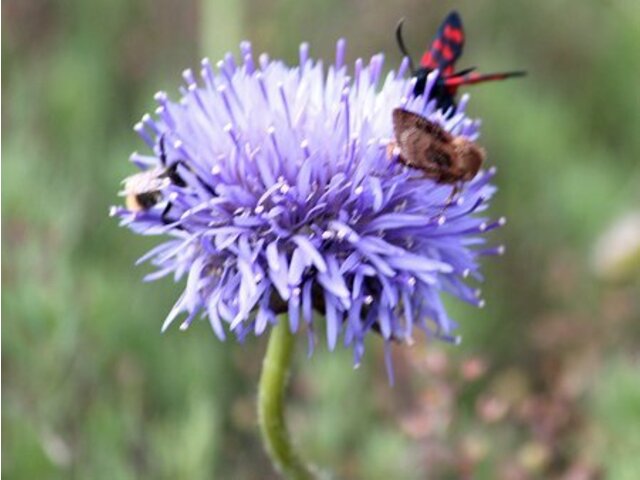 Jasione perennis