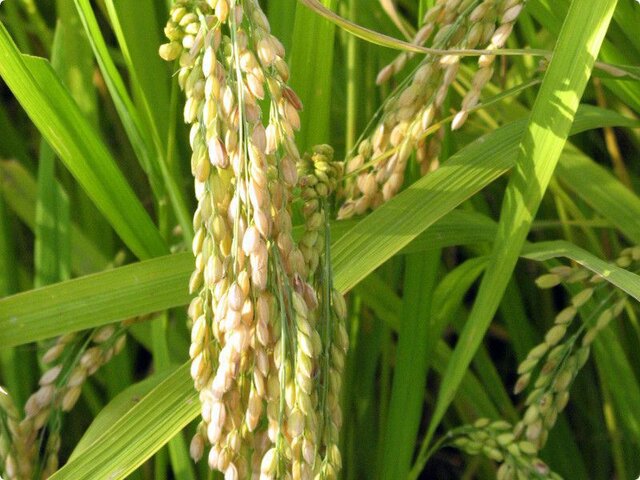 Rice plant