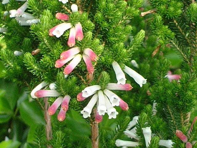 Erica colorans ' White delight'