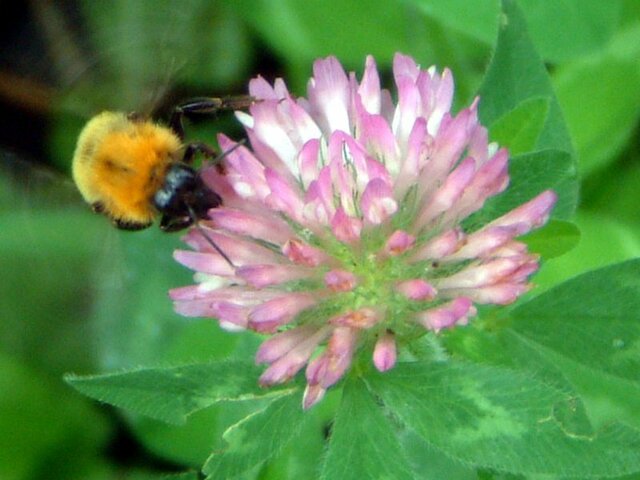 Red clover