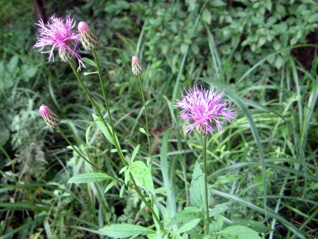 Serratula coronata