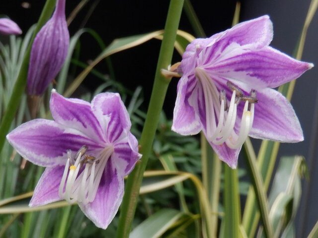 Hosta