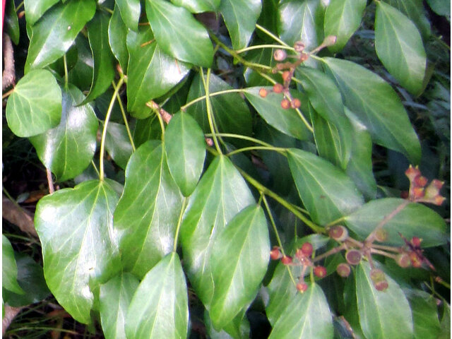 Japanese ivy